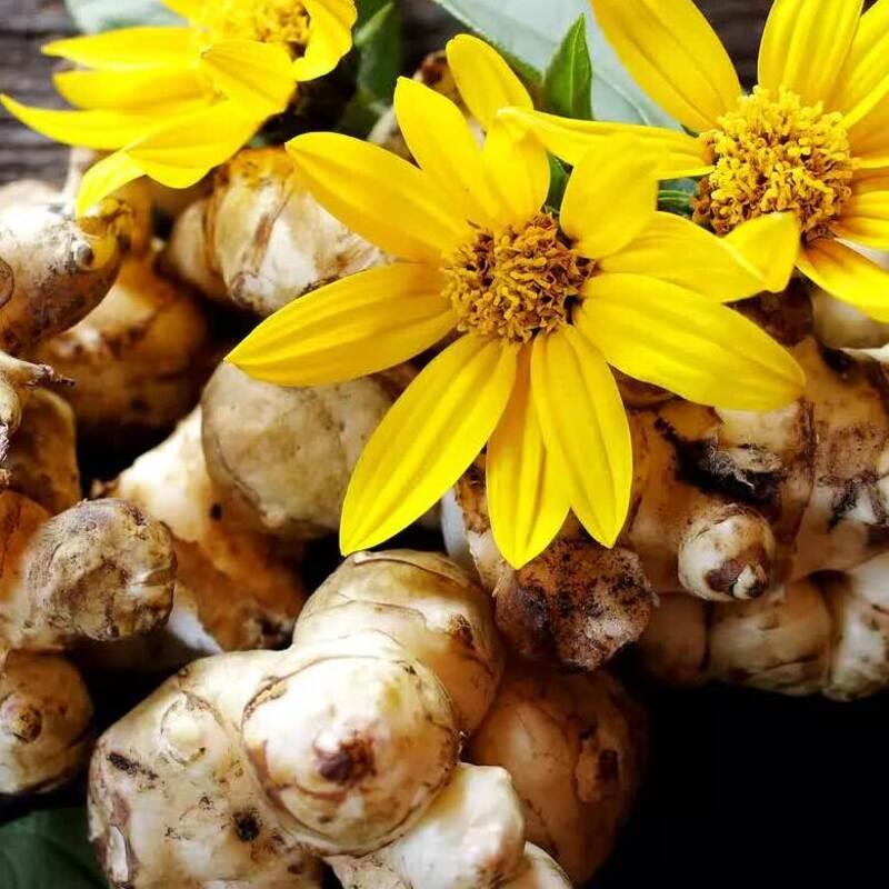20 Jerusalem Artichoke Seeds – Helianthus tuberosus - Seed World