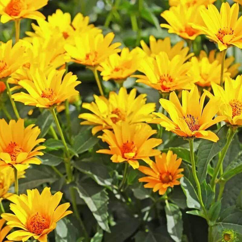 20 Jerusalem Artichoke Seeds – Helianthus tuberosus - Seed World