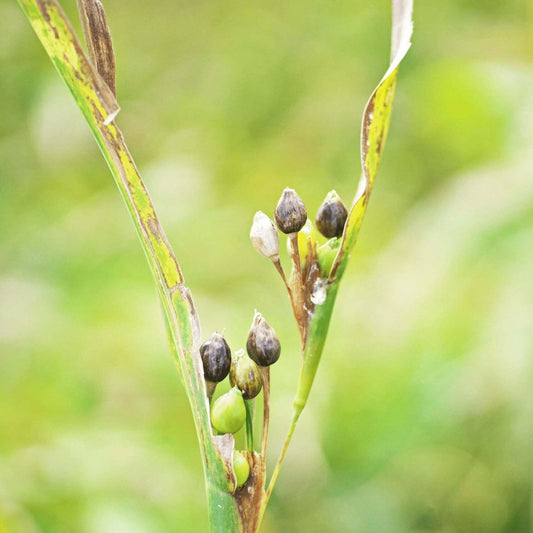 20 Job's Tears Seeds - Seed World