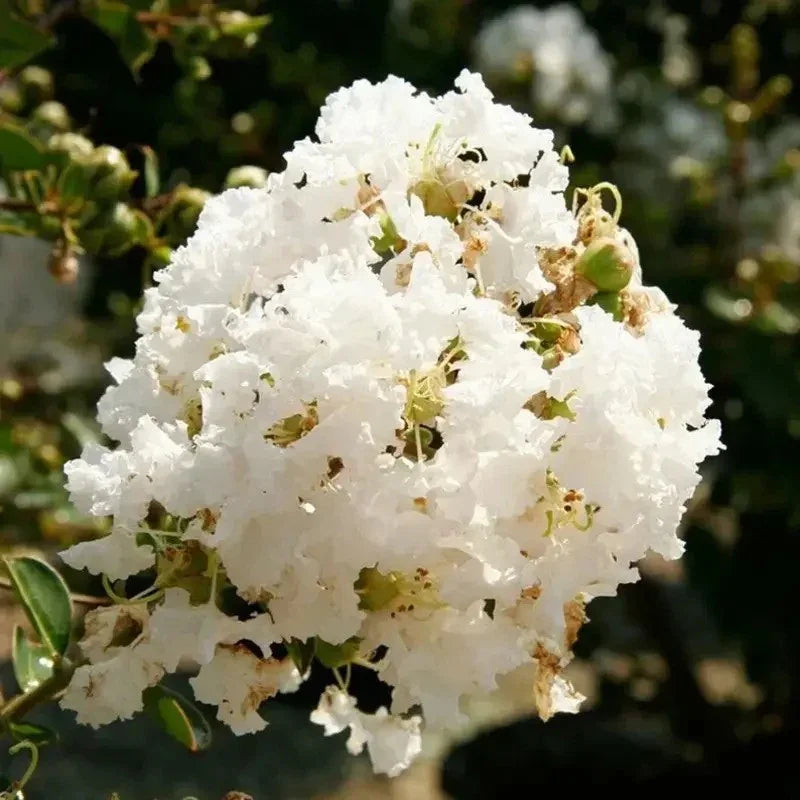20 Natchez Crape Myrtle Seeds - Seed World