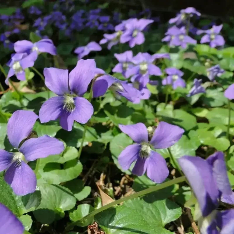 20 Organic Common Blue Violet Seeds - Seed World