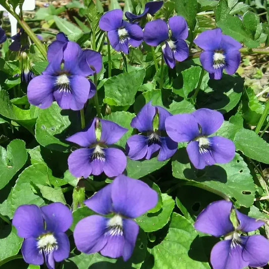 20 Organic Common Blue Violet Seeds - Seed World