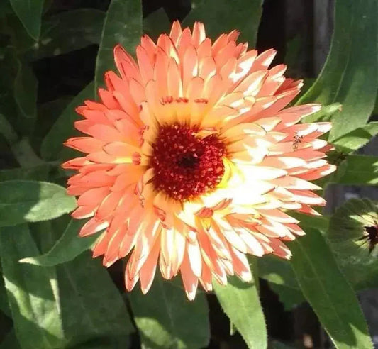 20 Zeolights Calendula (Pot Marigold) Seeds - Seed World
