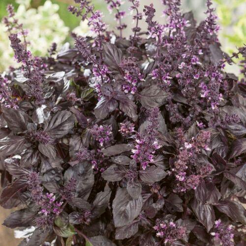 200 Basil Herb Seeds | Non-GMO - Seed World
