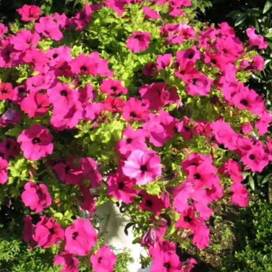 200 Laura Bush Petunia Seeds - Mix - Seed World
