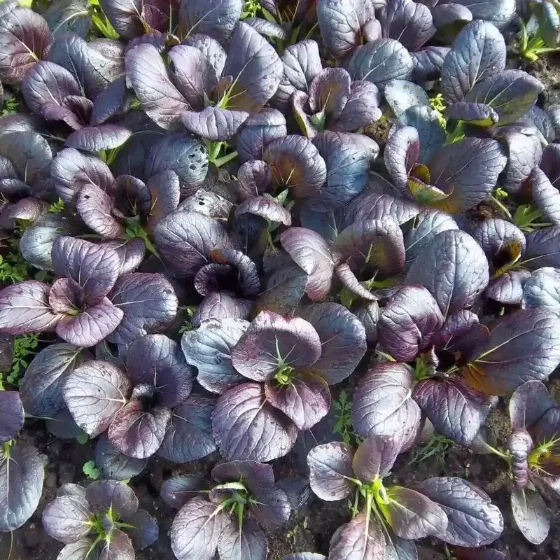 200 Purple Lady Bok Choy Seeds - Seed World