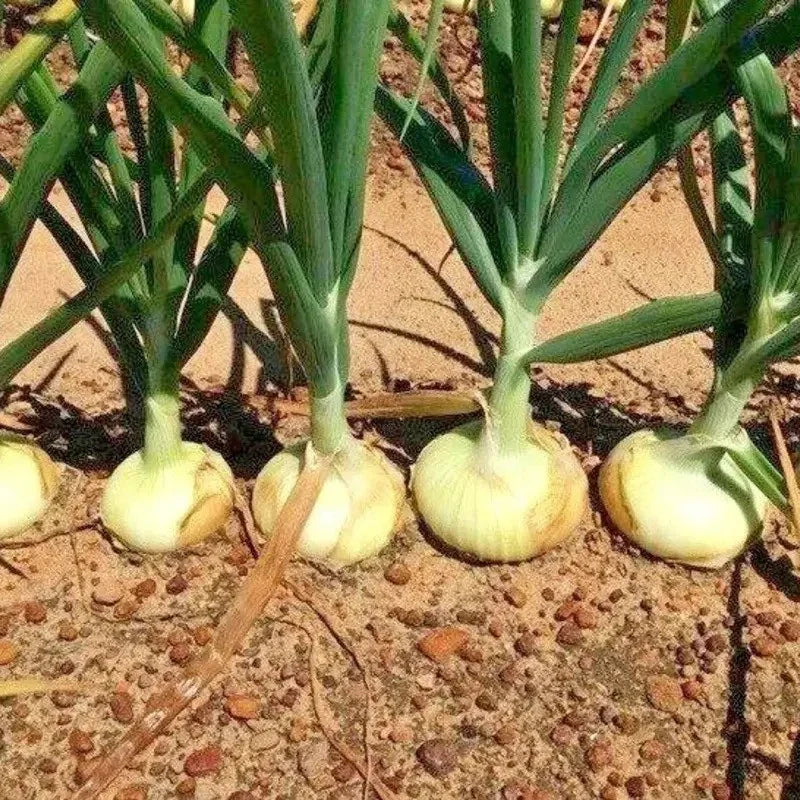 200 Vidalia Onion – Yellow Granex Seeds - Seed World