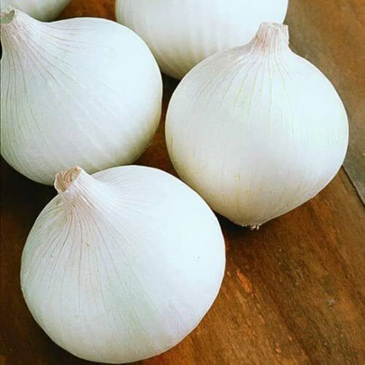 200 White Sweet Spanish Onion Seeds - Seed World