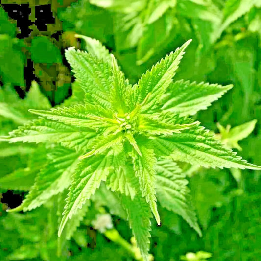 2000 Stinging Nettle Seeds β Urtica Dioica Herb - Seed World