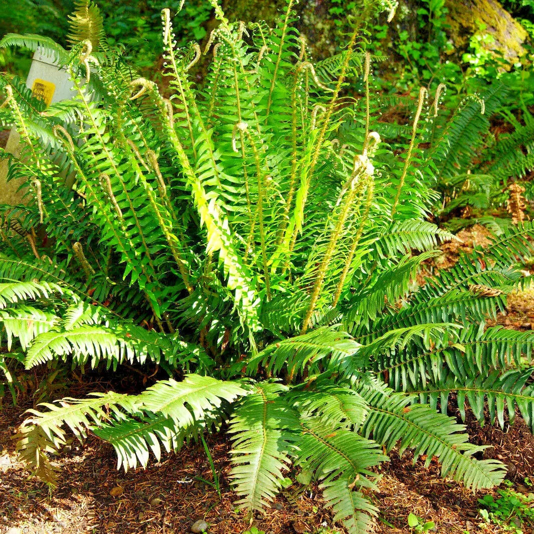 2000 Western Sword Fern Spores Seeds - Seed World