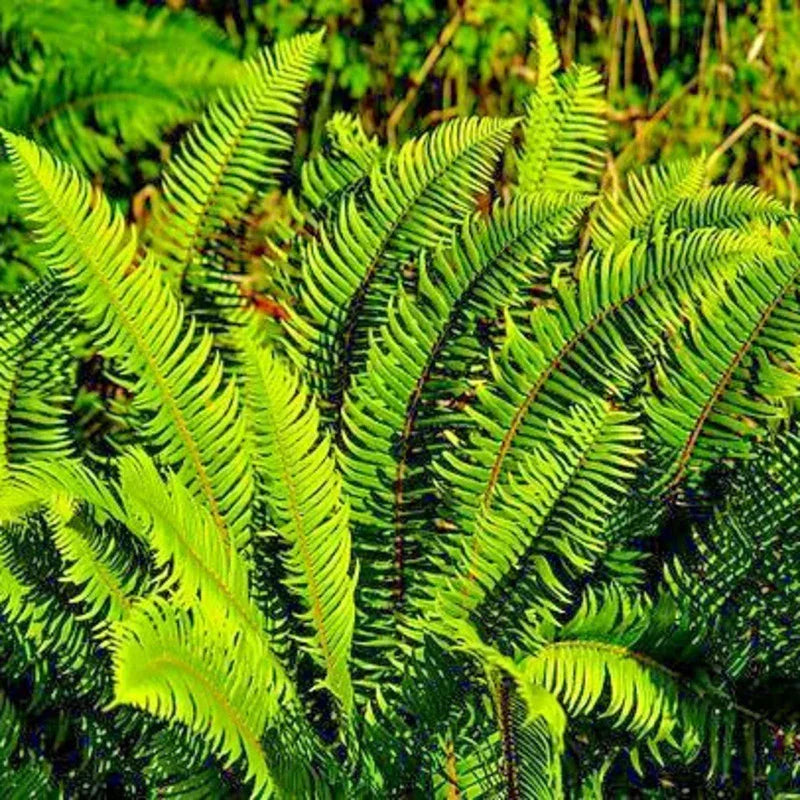 2000 Western Sword Fern Spores Seeds - Seed World