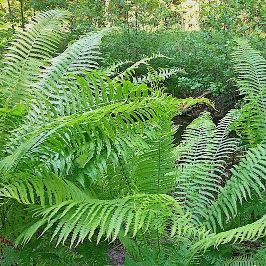 2000 Western Sword Fern Spores Seeds - Seed World