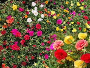 Moss Rose Double Mix Seeds - Seed World