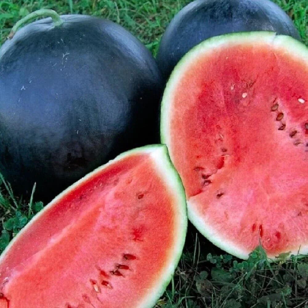 25 Black Diamond Watermelon Seeds | NON-GMO | Heirloom - Seed World