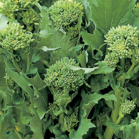 25 Broccoli Raab Seeds - Seed World