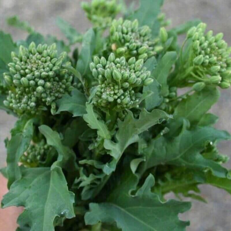 25 Broccoli Raab Seeds - Seed World