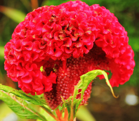 25 Cockscomb Carmine Seeds - Seed World