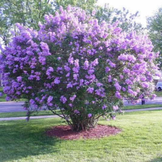25 Dark Purple Lilac Seeds - Seed World