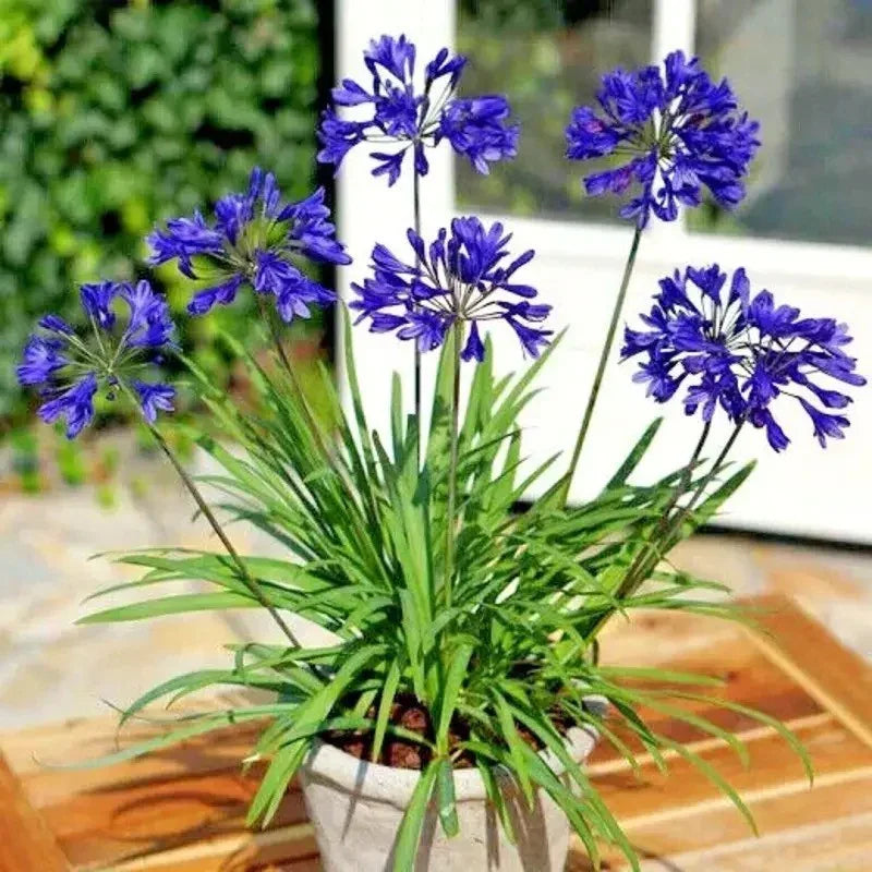 25 Dwarf Blue Lily of The Nile Seeds - Agapanthus "Peter Pan" - Seed World