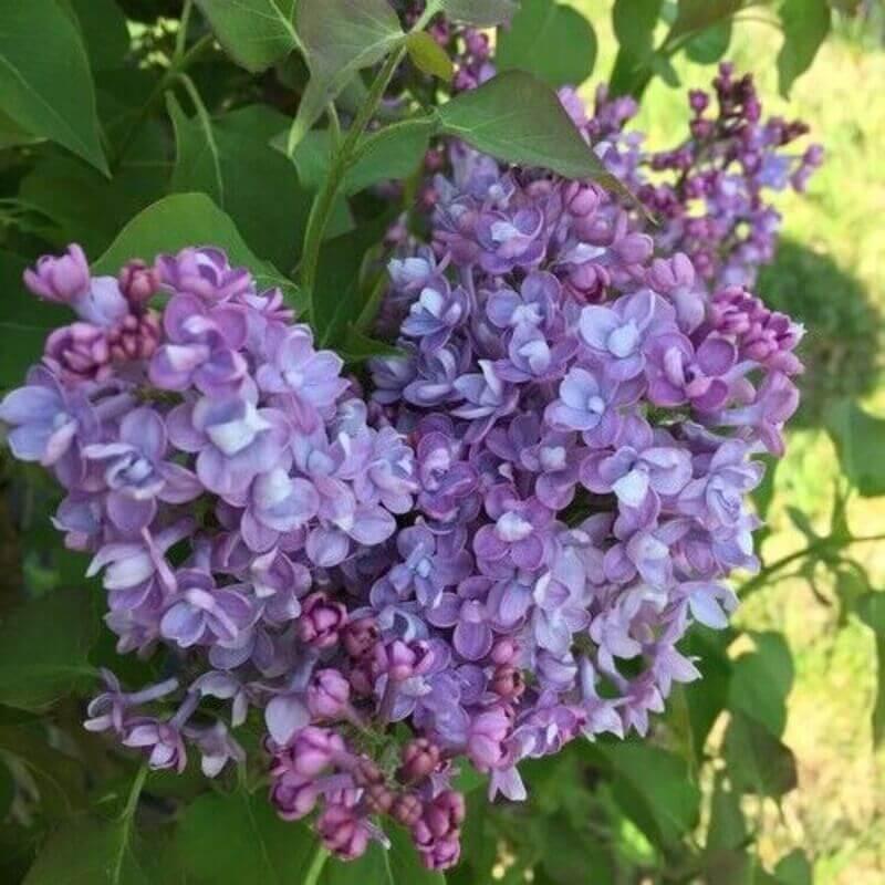 25 Lilac Tree Seeds - Seed World