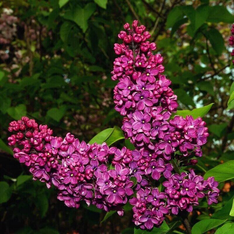 25 Lilac Tree Seeds - Seed World
