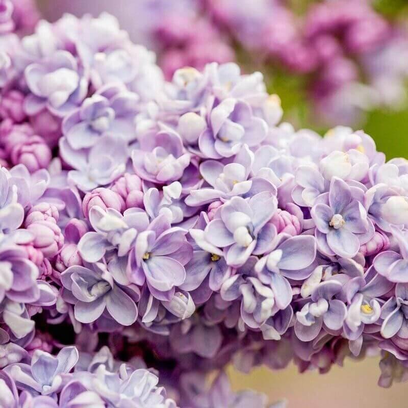 25 Lilac Tree Seeds - Seed World