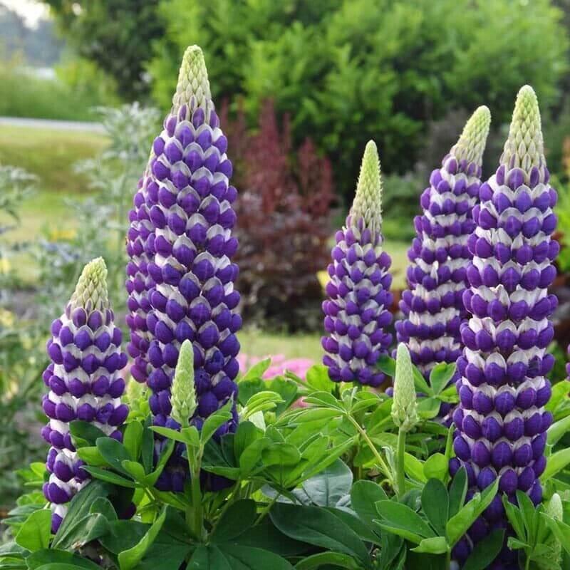 25 Lupine Perennial Flower Seeds – Multicolor Spikes - Seed World