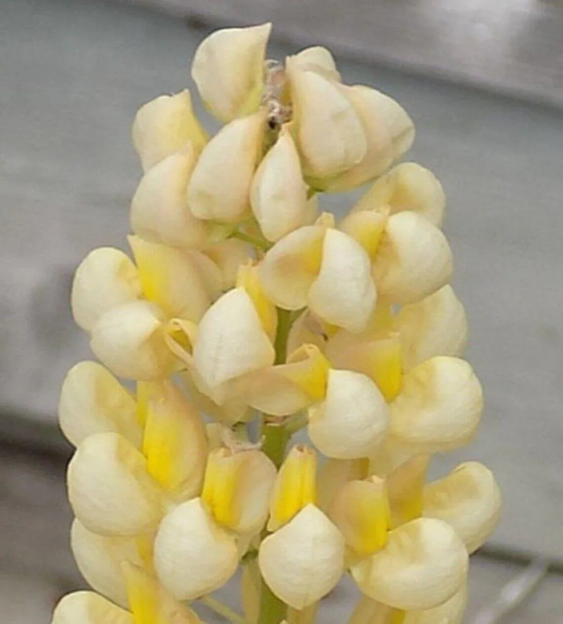 25 Lupine Perennial Flower Seeds – Multicolor Spikes - Seed World