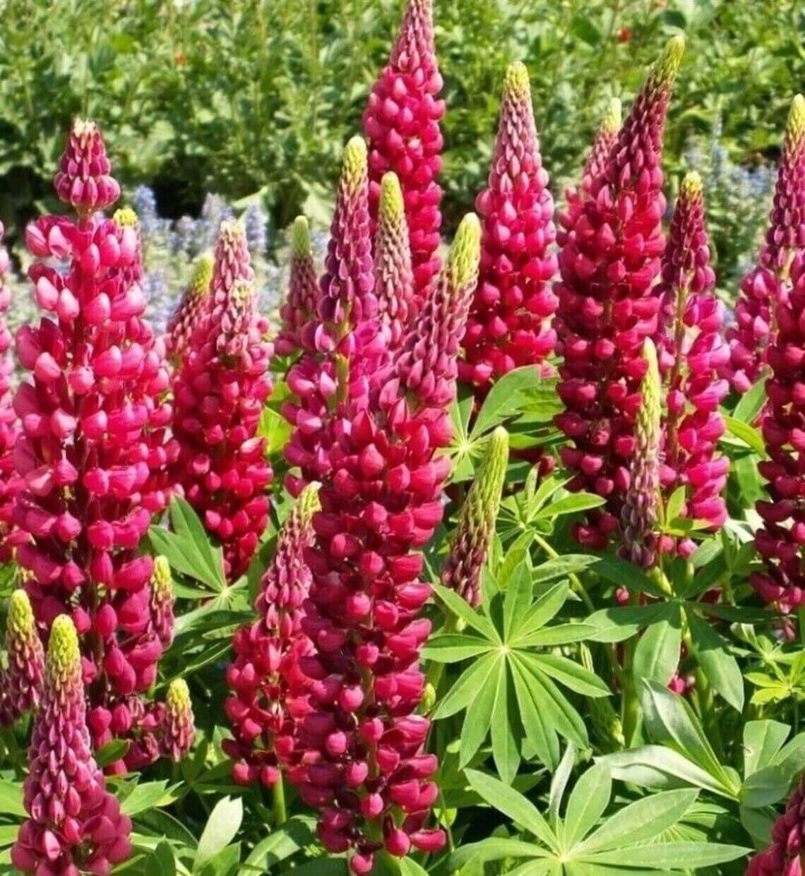 25 Lupine Perennial Flower Seeds – Multicolor Spikes - Seed World