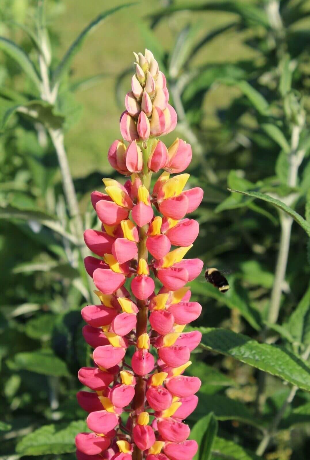 25 Lupine Perennial Flower Seeds – Multicolor Spikes - Seed World