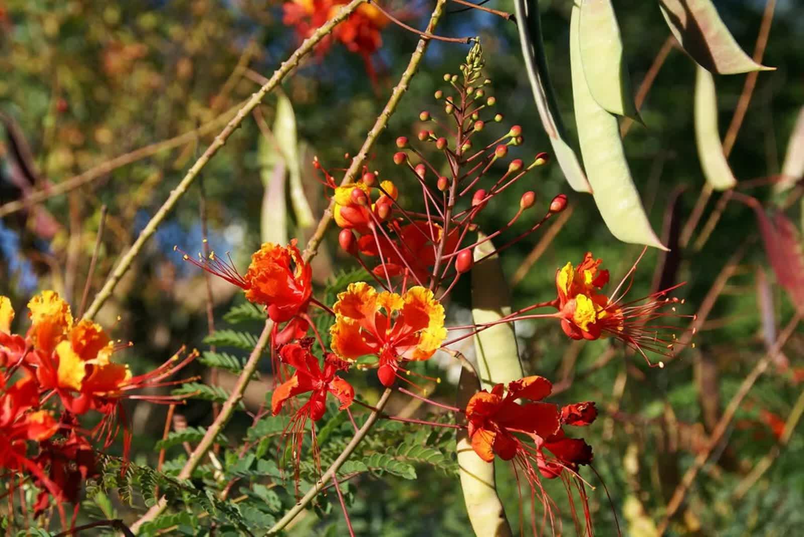 25 Mexican Red Bird of Paradise Seeds - Seed World