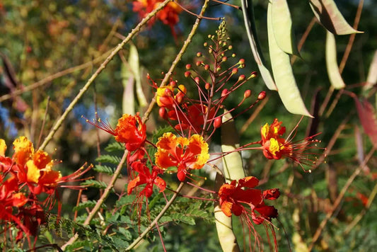 25 Mexican Red Bird of Paradise Seeds - Seed World