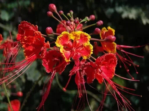25 Mexican Red Bird of Paradise Seeds - Seed World