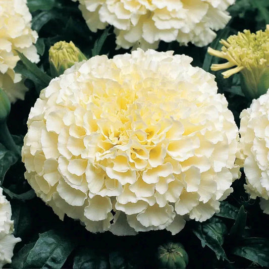 25 Moonlight Marigold Seeds - Seed World