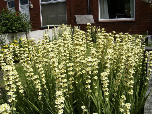 25 Pale Yellow Eyed Grass - Sisyrinchium Striatum Seeds - Seed World