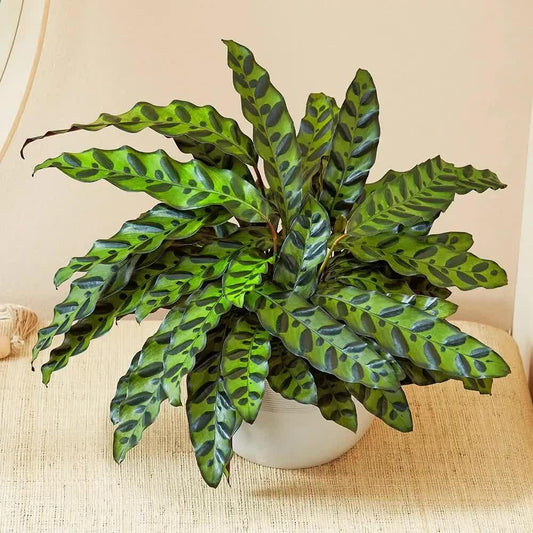 25 Rattlesnake Calathea Seeds - Seed World