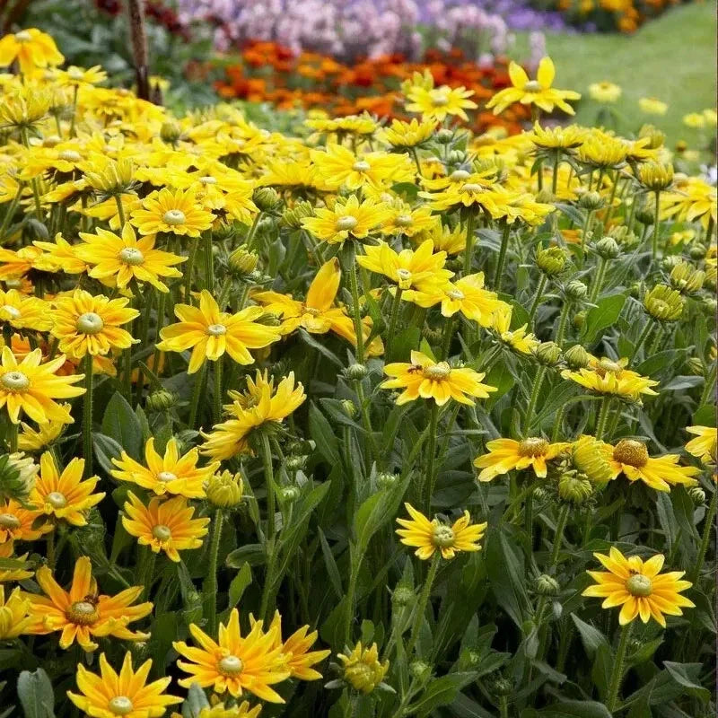 25 Rudbeckia Hirta Seeds - Green Eyes - Seed World