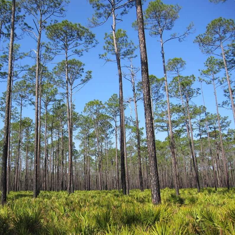 Tall pine trees under a clear blue sky