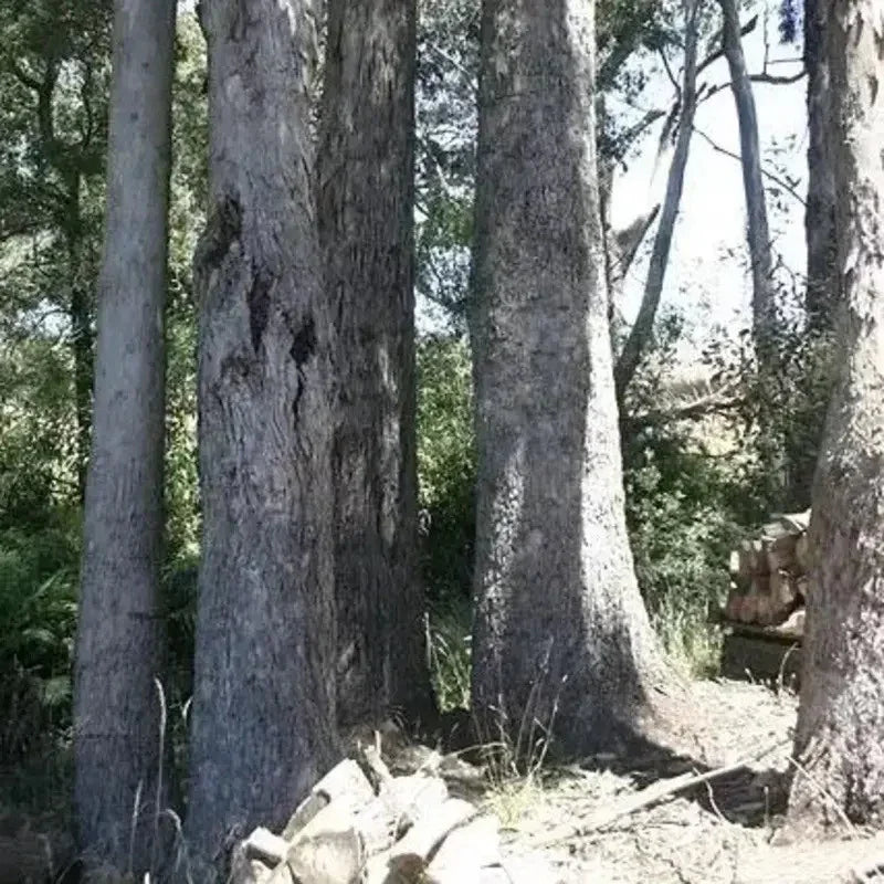 25 Tasmanian Blue Gum Tree Seeds - Seed World