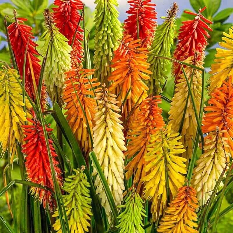 25 Torch Lily Mix Hot Poker Seeds - Seed World