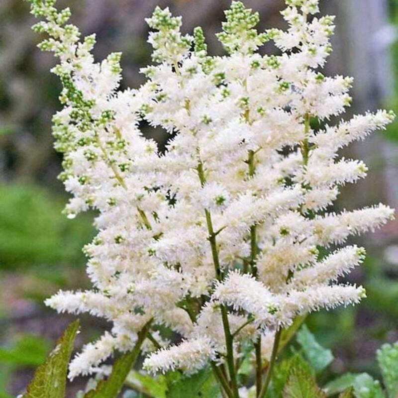 25 White Astilbe Flower Seeds - Seed World