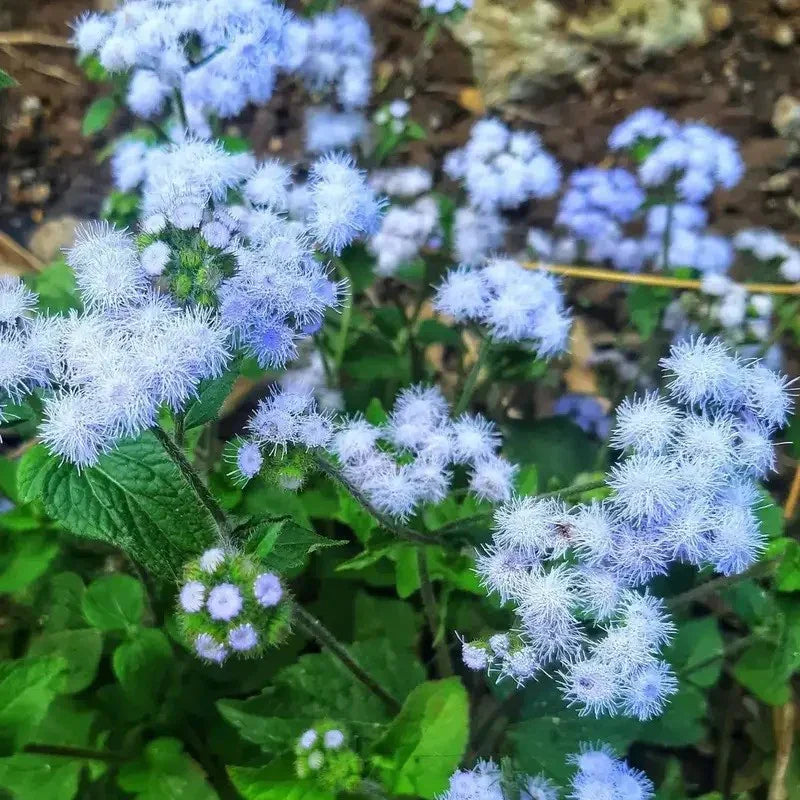 250 Dwarf Blue Bedder Ageratum Seeds - Seed World