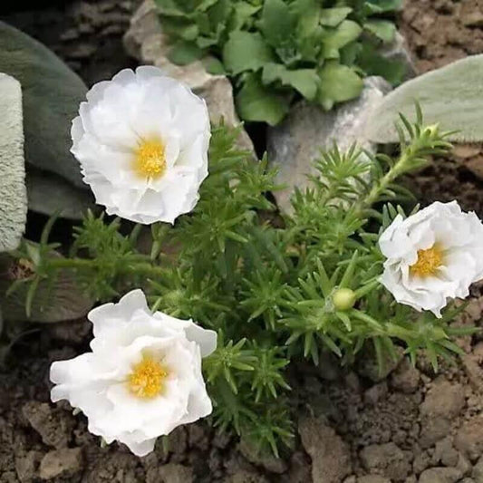 250 White Moss Rose - Portulaca Grandiflora Seeds - Seed World