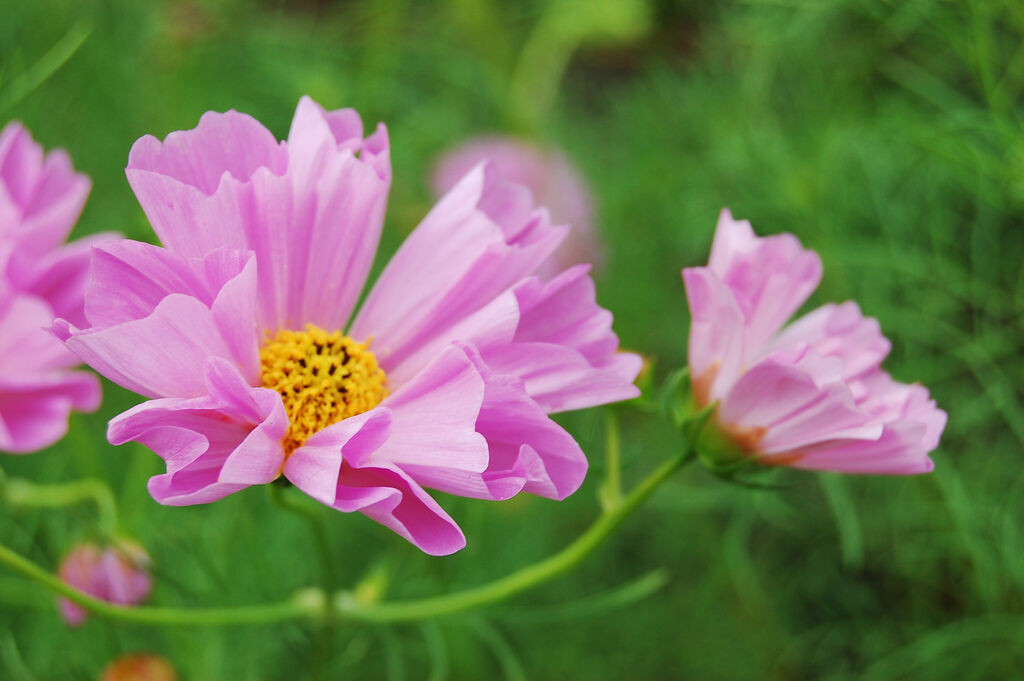 120 Cosmos Sea Shells Mix Seeds