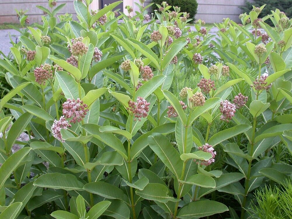 Swamp, Butterfly and Common Milkweed Seeds