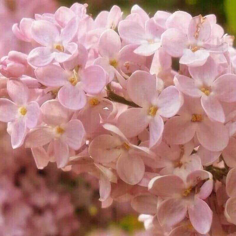 25 Lilac Tree Seeds