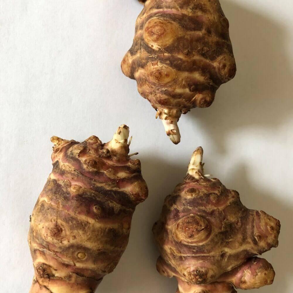3 Big Size Jerusalem Artichoke Tubers For Planting - Seed World