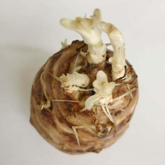 3 Big Size Jerusalem Artichoke Tubers For Planting - Seed World