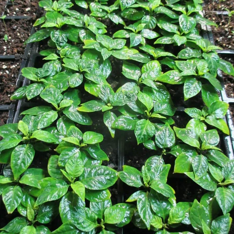 3 Carolina Reaper Pepper Live Plants Lot - Seed World