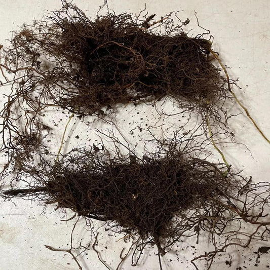 3 New York Fern (Thelypteris Noveboracensis) - Bare Root - Seed World